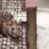 Kako se riješiti miševa u kući, apartmanu i u zemlji zauvijek